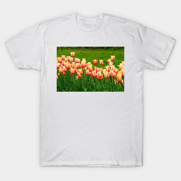 Orange yellow Tulips T-Shirt by ikshvaku